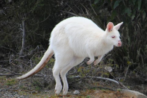 Small-Group Day Trip From Hobart To Bruny Island - Australian Directory 2