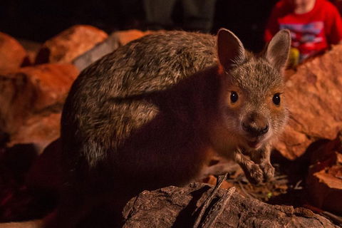 Alice Springs Desert Park Nocturnal Tour - Australian Directory 3