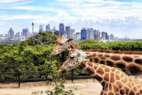Go City | Sydney Explorer Pass With 20+ Attractions And Tours - Australian Directory 2