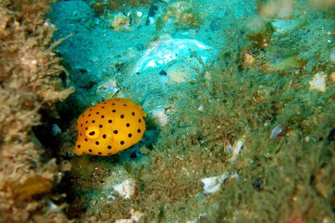 Wave Break Island Scuba Diving On The Gold Coast - Australian Directory 3