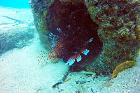 Wave Break Island Scuba Diving On The Gold Coast - Australian Directory 5