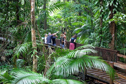 Full Day Daintree Rainforest And Mossman Gorge Tour - Australian Directory 1