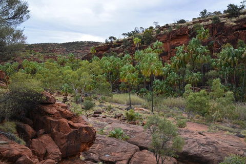 Palm Valley And Hermannsburg 1 Day 4WD Tour - Australian Directory 4