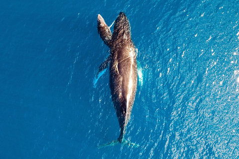 Buccaneer Explorer - Australian Directory 0