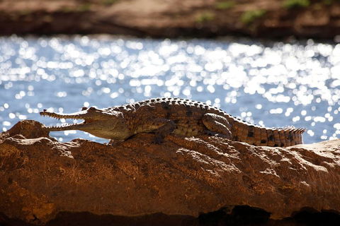 Windjana Explorer - Australian Directory 5