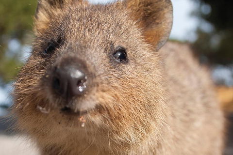 Seaplane Flights Perth To Rottnest Island And Return - Australian Directory 2