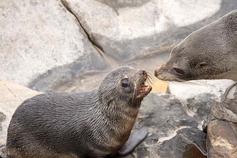 Kangaroo Island Luxury Small Group 'Flinders Chase Focus' Full Day Tour - Australian Directory 2