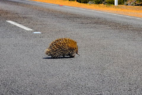 Kangaroo Island Luxury Small Group 'Flinders Chase Focus' Full Day Tour - Australian Directory 3