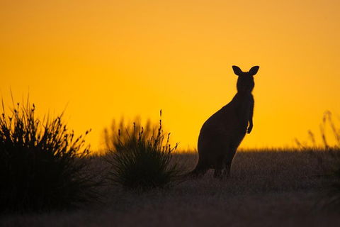 Kangaroo Island Luxury Small Group 'Flinders Chase Focus' Full Day Tour - Australian Directory 5