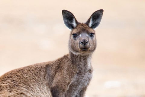 Kangaroo Island Luxury Small Group 'East End Explorer' Full Day Tour - Australian Directory 1