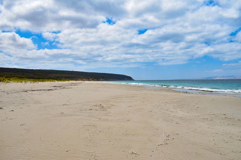 Kangaroo Island Luxury Small Group 'East End Explorer' Full Day Tour - Australian Directory 3
