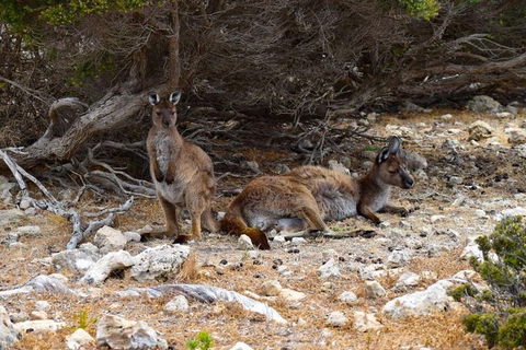 Kangaroo Island Luxury Small Group 'East End Explorer' Full Day Tour - Australian Directory 4