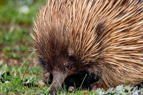 Kangaroo Island Luxury Small Group 'East End Explorer' Full Day Tour - Australian Directory 5