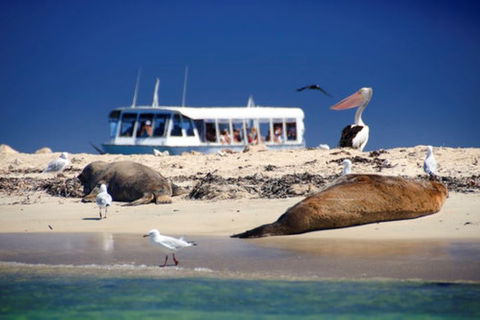 Dolphin, Penguin And Sea Lion Cruise - Australian Directory 1