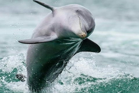 Dolphin, Penguin And Sea Lion Cruise - Australian Directory 2