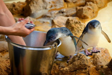 Dolphin, Penguin And Sea Lion Cruise - Australian Directory 3