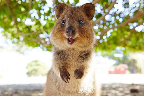 Discover Rottnest With Ferry & Bus Tour From Perth Or Fremantle - Australian Directory 0