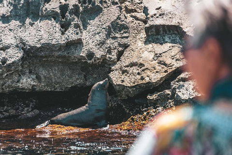 Adventure Rottnest Tour With Ferry & Adventure Cruise From Perth Or Fremantle - Australian Directory 1