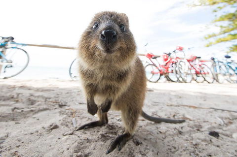 Rottnest Island Round-Trip Ferry From Perth Or Fremantle - Australian Directory 3