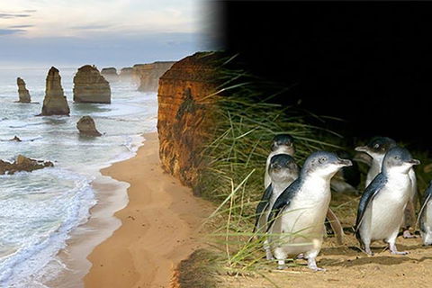 Melbourne Super Saver: Great Ocean Road + Phillip Island + Attraction Pass - Australian Directory 0