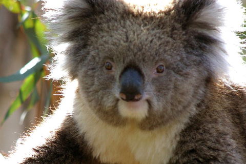 Melbourne Super Saver: Great Ocean Road + Phillip Island + Attraction Pass - Australian Directory 3