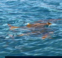 Roebuck Bay Snubfin Dolphin Cruise - Australian Directory