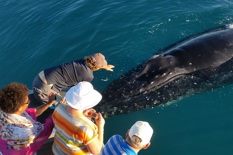 AOC Whale Watching From Broome - Australian Directory 0