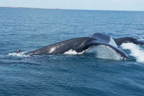 AOC Whale Watching From Broome - Australian Directory 1