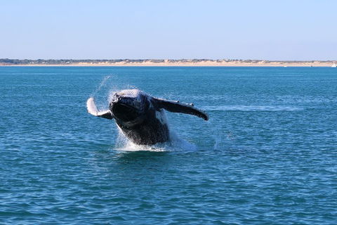 AOC Whale Watching From Broome - Australian Directory 2