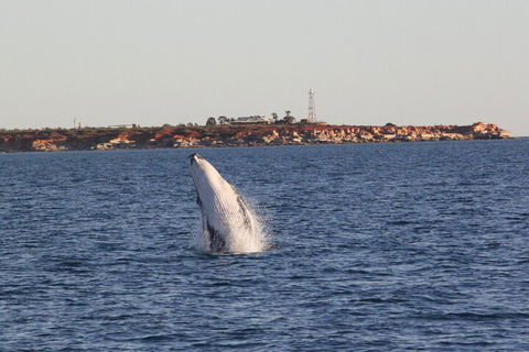 AOC Whale Watching From Broome - Australian Directory 3