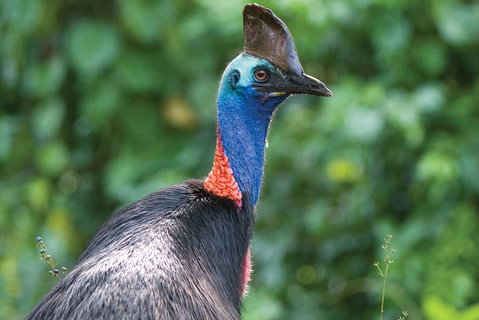 5 Day Australia Retreat: Queensland Daintree - Australian Directory 3