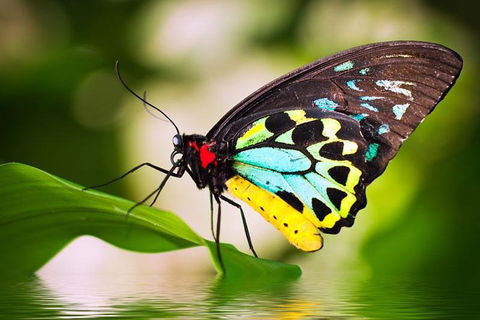 Australian Butterfly Sanctuary - Australian Directory 4