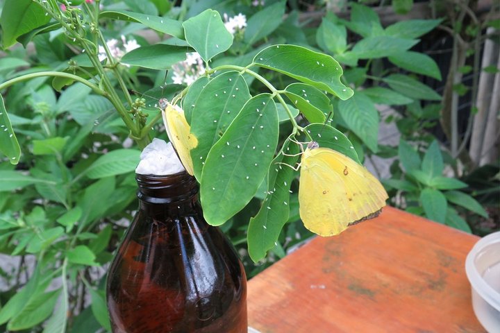 Cairns QLD Australian Directory