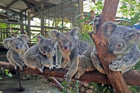 Best Of Kuranda Including Skyrail, Kuranda Scenic Railway And Rainforestation - Australian Directory 4