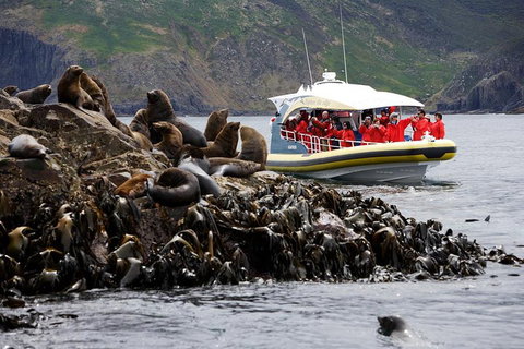 3-Hour Bruny Island Cruise From Adventure Bay, Bruny Island - Australian Directory 4