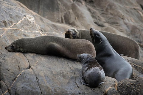 Kangaroo Island Ocean Safari - Snorkeling Safari - Australian Directory 0