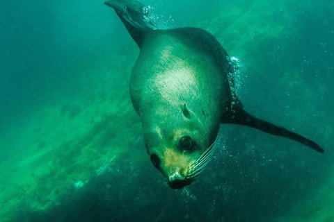 Kangaroo Island Ocean Safari - Snorkeling Safari - Australian Directory 1