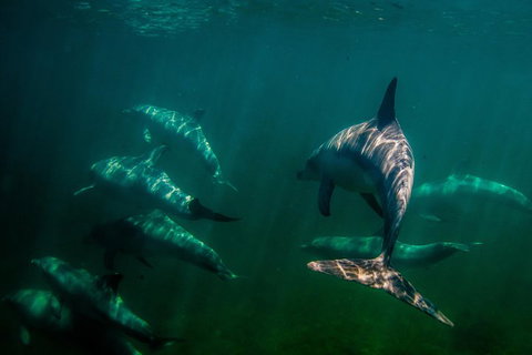 Kangaroo Island Ocean Safari - Snorkeling Safari - Australian Directory 2