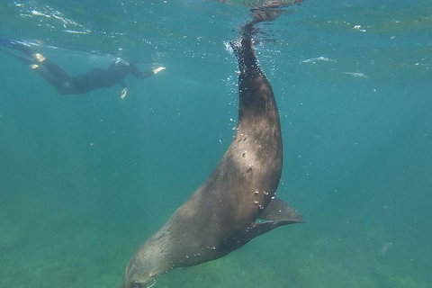 Kangaroo Island Ocean Safari - Snorkeling Safari - Australian Directory 3