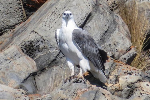 Kangaroo Island Ocean Safari - Snorkeling Safari - Australian Directory 4