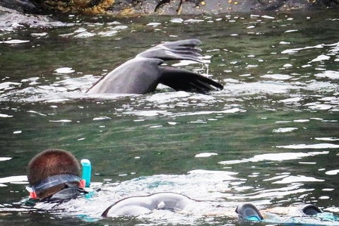 Kangaroo Island Ocean Safari - Snorkeling Safari - Australian Directory 5