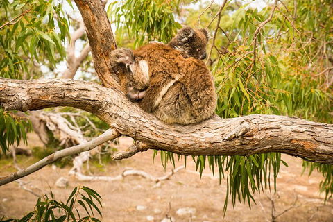 3 Day Port Lincoln And Coffin Bay Private Tour - Australian Directory 5