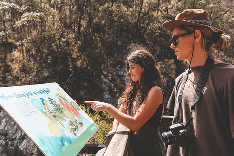 Springbrook AndTamborine Rainforest Tour Incl Natural Bridge And Glow Worm Cave - Australian Directory 0