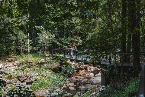 Springbrook AndTamborine Rainforest Tour Incl Natural Bridge And Glow Worm Cave - Australian Directory 3