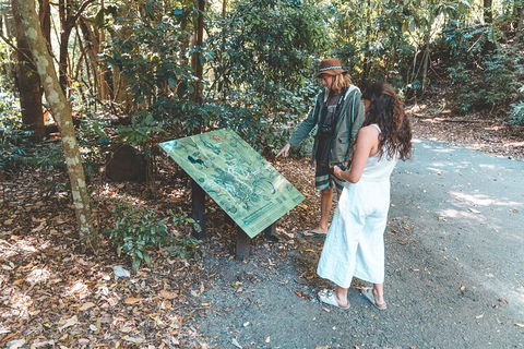 Springbrook AndTamborine Rainforest Tour Incl Natural Bridge And Glow Worm Cave - Australian Directory 5