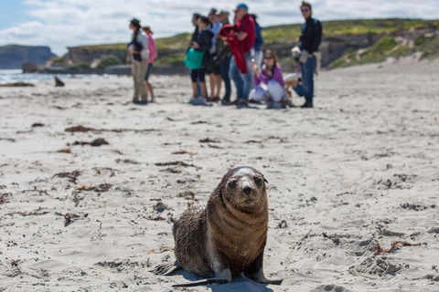 Kangaroo Island In A Day Tour From Adelaide - Australian Directory 0