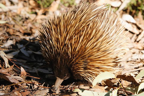 Kangaroo Island In A Day Tour From Adelaide - Australian Directory 2