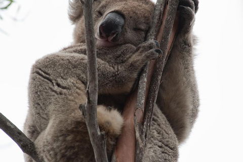 2-Day Kangaroo Island 4WD Small-Group Tour From Adelaide - Australian Directory 0