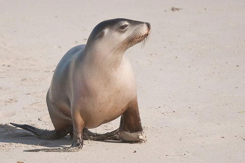 2-Day Kangaroo Island 4WD Small-Group Tour From Adelaide - Australian Directory 4