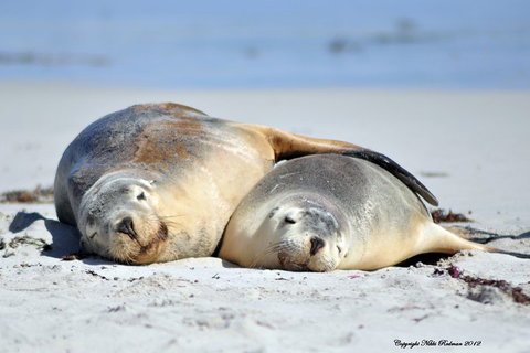 NEW TOUR - Kangaroo Island Road To Recovery Tour (1 Day/1 Night) - Australian Directory 1